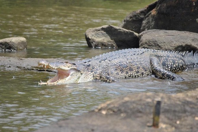 2h Bentota River Safari: Crocodiles, Monkeys, Mangrove & More - Frequently Asked Questions