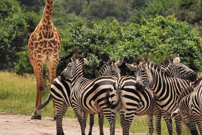 3-Day Akagera National Park Tour - Private Safari Experience