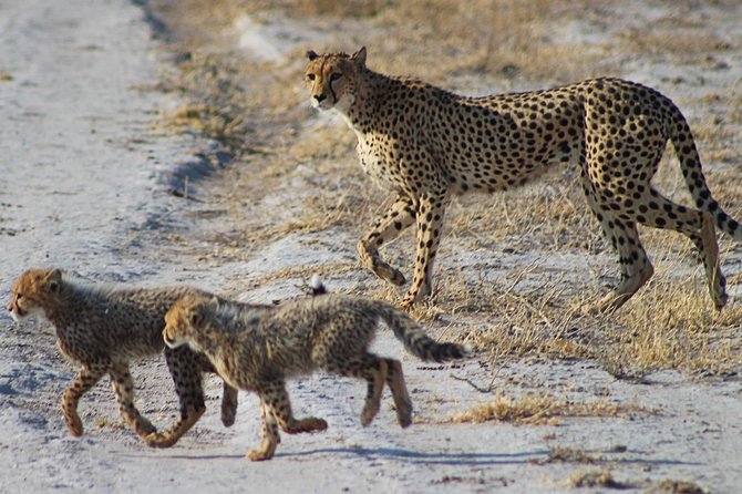 3 Day Central Kalahari Game Reserve Safari Tour - Frequently Asked Questions