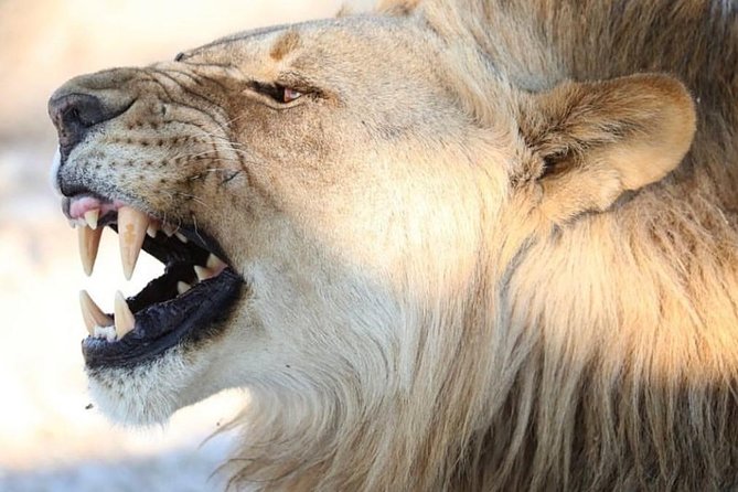3 Day Etosha (Accommodated) Self Drive Tour - Cancellation Policy