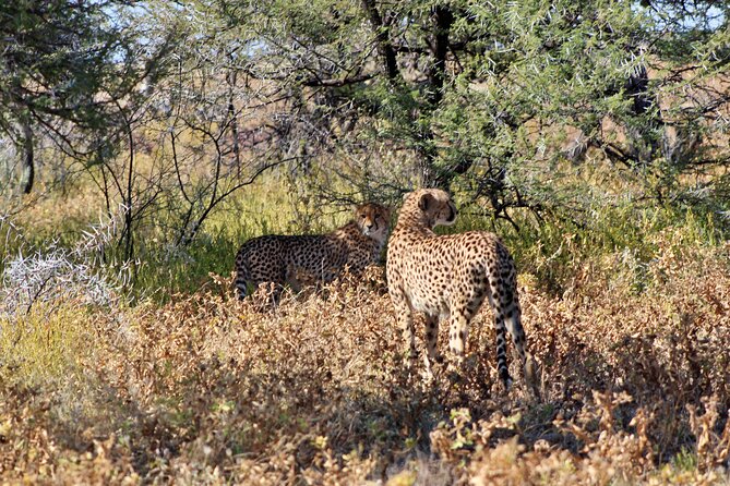 3 Day Etosha Private Guided Safari - Frequently Asked Questions