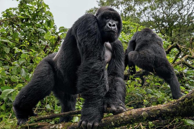 3-Day Gorilla Trekking Bunyonyi Mist Relaxation Safari - Important Information