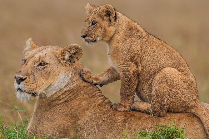 3-Day Maasai Mara Guided Safari From Nairobi - Frequently Asked Questions