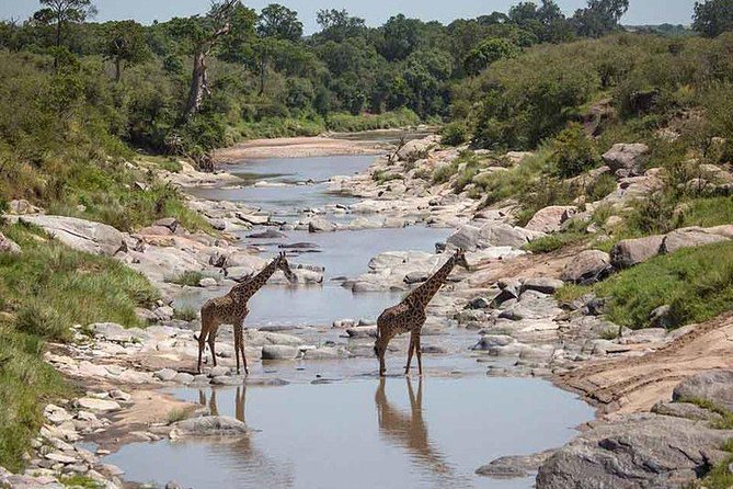 3-Day Maasai Mara Safari From Mombasa - Meeting and Pickup