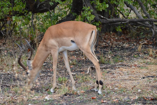 3-Day Moremi Game Reserve- by Walking Stick Safaris - Wildlife Encounters