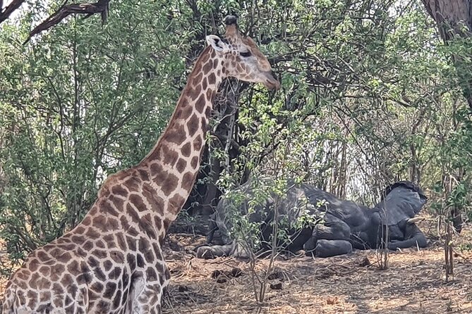 3 Day Moremi Safari
