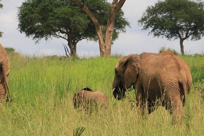 3 Day Murchison Falls N.p. & Ziwa Rhino Sanctuary - Frequently Asked Questions