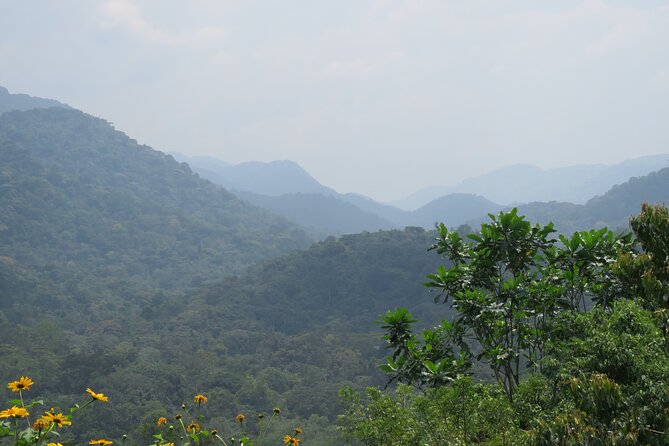 3 -Day Private Gorilla Trekking Safari in Bwindi Forest - The Sum Up