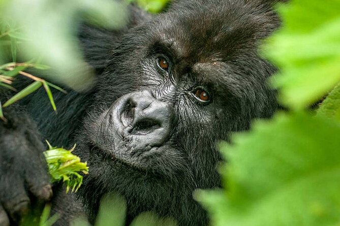 3-Day Private Guided Gorilla Trekking Mist and Batwa Safari - Wildlife Encounters