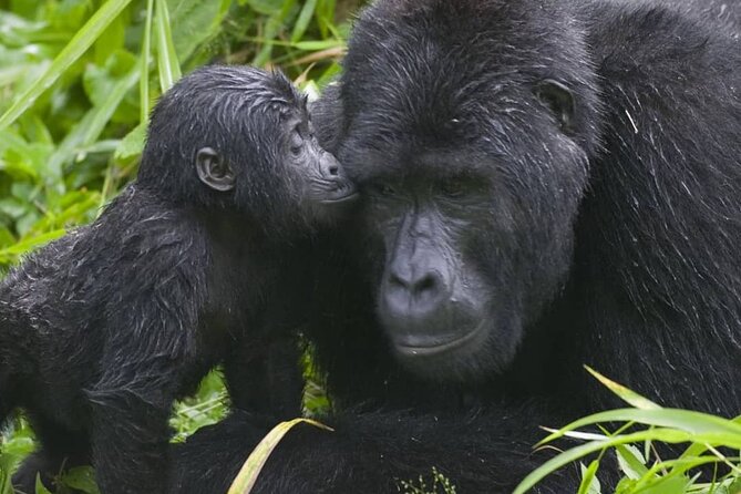 3-Day Private Guided Gorilla Trekking Uganda and Batwa Experience - Cancellation Policy