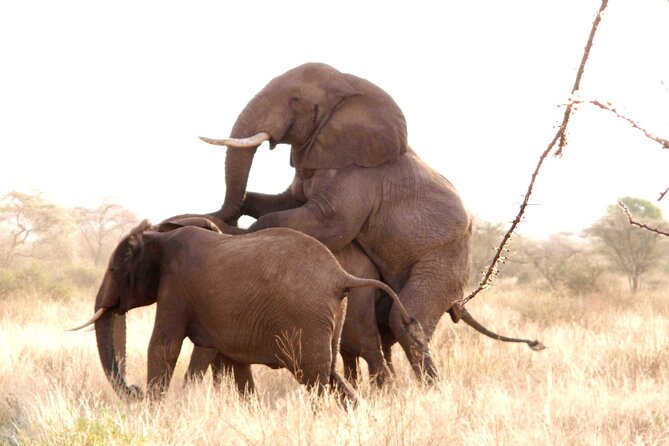 3-Day Private Safari of Mikumi Park and Udzungwa Mountain - Pickup Information