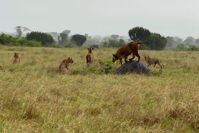 3 Day Queen Elizabeth National Park Budget Tour - Park Highlights