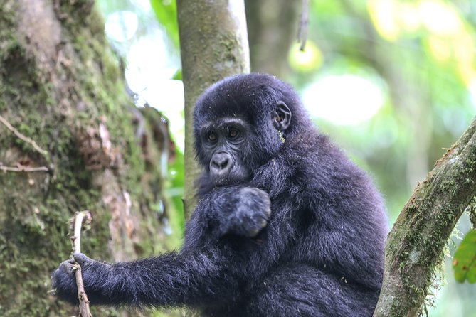 3-Day Rwanda Gorilla Safari - Inclusions and Exclusions