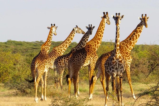 3 Day - Tarangire, Ngorongoro Crater Lake Manyara- Mid - Range - Frequently Asked Questions