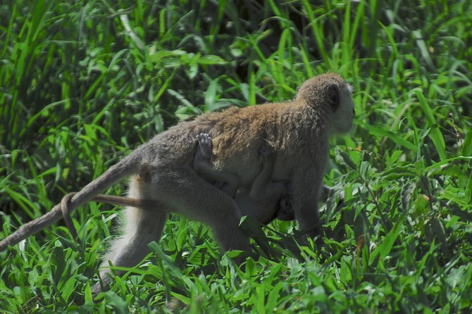 3 Days 2 Nights Adventure in Ngorongoro and Lake Manyara (Comfort Plus) - Sightseeing Opportunities