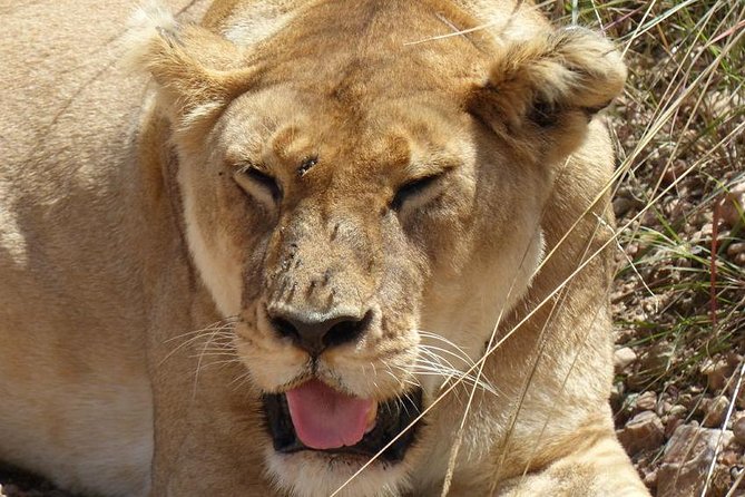 3 Days 2 Nights Budget Group Safari to Maasai Mara National Reserve - What to Expect