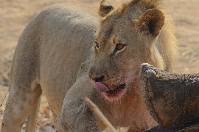 3 Days 2 Nights Hwange NP Big 5 Safari From Victoria Falls - Park Fees and Regulations