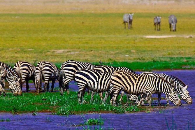 3 Days Amboseli National Park Safari - Safari Itinerary Overview