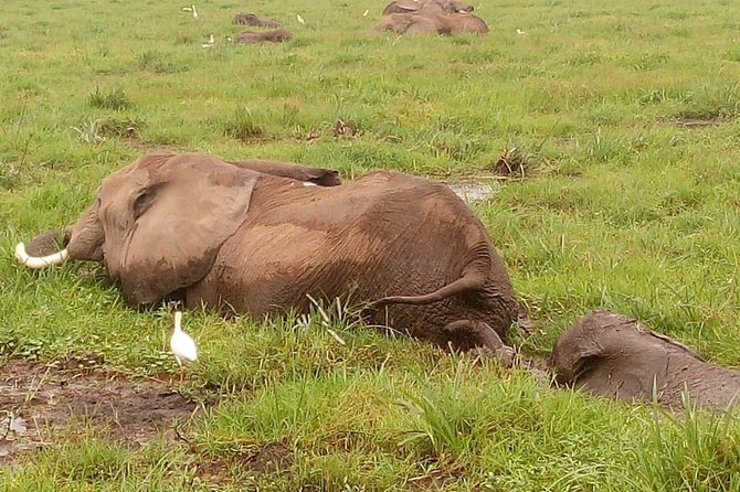 3 Days Amboseli Private Safari - Confirmation and Accessibility