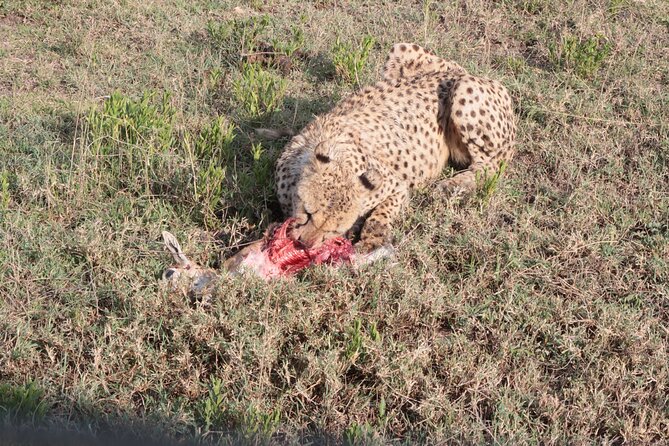 3 Days and 2 Nights Safari to Serengeti National Park