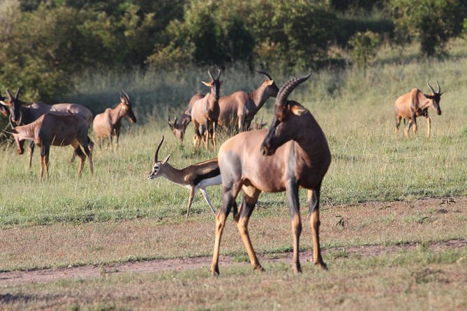 3 Days Camping Safari Tarangire, Lake Manyara and Ngorongoro Crater - Inclusions and Exclusions