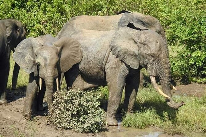 3 Days Elephants Safari at Mole Park With Round - Trip Flights - Travel Information