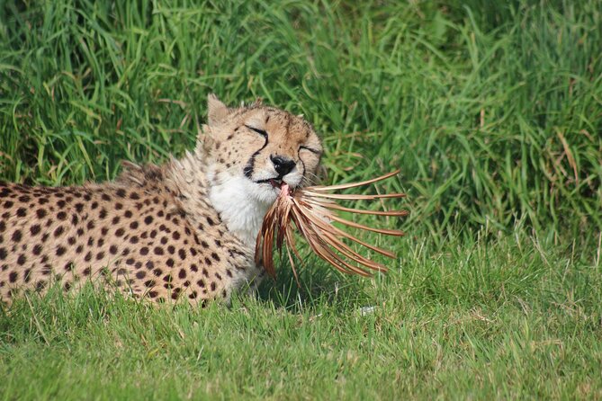 3 DAYS ETOSHA WILDLIFE SAFARI- Namibia (Camping) - Pricing Details