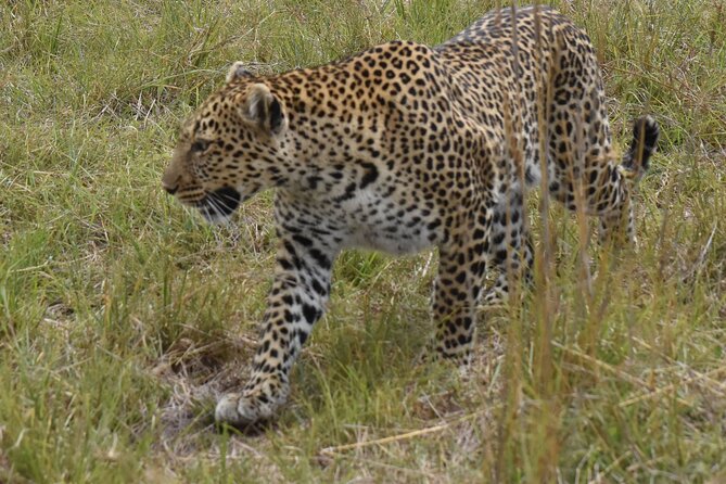 3 Days Gamedrive Safari In Masai Mara From Nairobi - Cancellation Policy and Reviews
