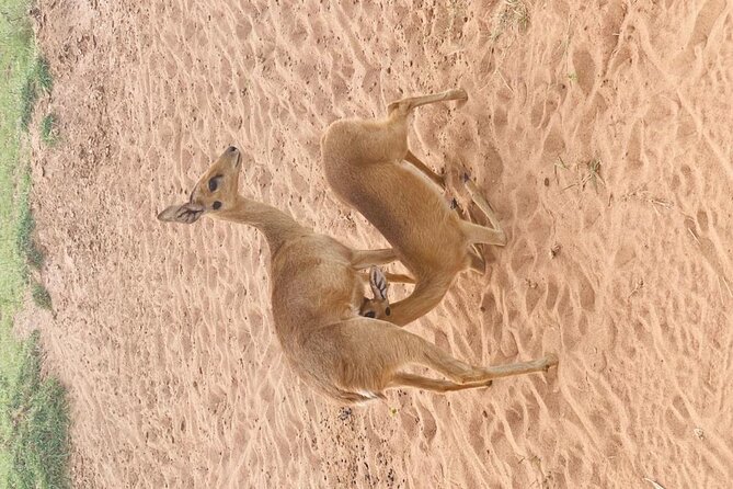 3 Days Kidepo Valley Safari-Uganda - Safari Activities
