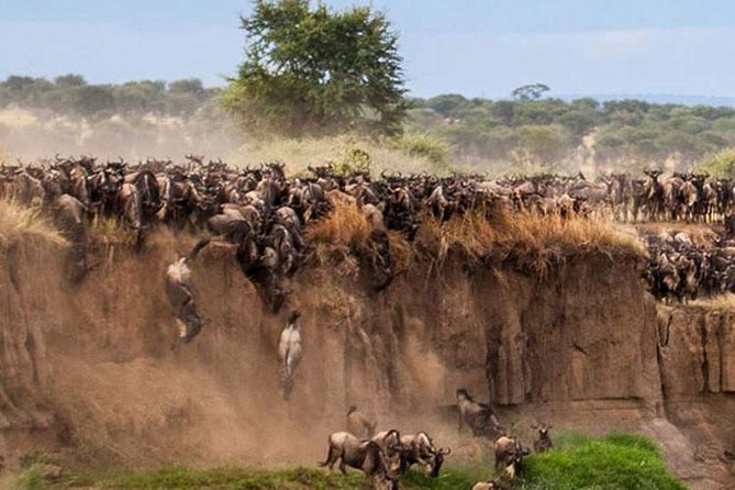 3 Days Maasai Mara Guided Safari From Nairobi - Customer Reviews and Experiences