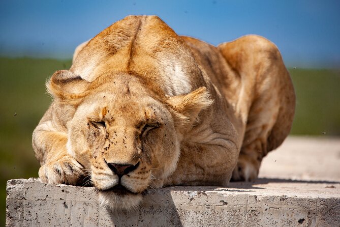 3 Days Masai Mara Mid Range Private Safari - Itinerary Details