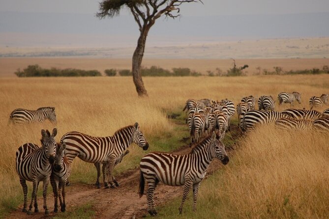 3 Days Masai Mara Mid Range Shared Safari Adventure - Itinerary Highlights