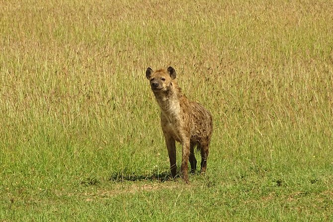 3 Days Masai Mara Safari - Optional Activities and Upgrades