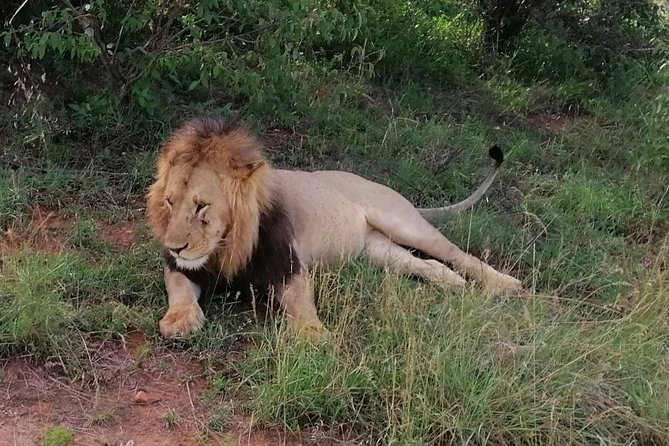 3 Days Masai Mara Safari Group Joining (Daily Departures) - Reviews and Testimonials
