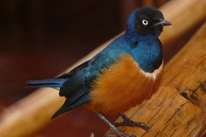 3 Days Mombasa, Taita Hills and Ngutuni Sanctuary Wildlife Safari - Frequently Asked Questions