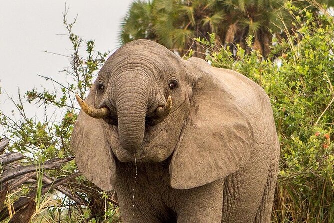 3 Days Nyerere National Park Safari (Selous Game Reserve)