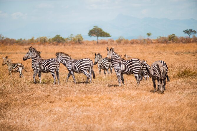 3 Days Private Mikumi National Park Wildlife Encounter Safari Tour - Frequently Asked Questions