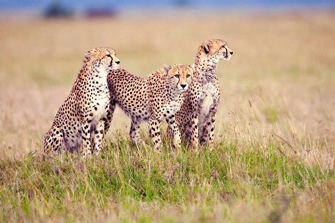3 Days Safari to Serengeti and Ngorongoro Crater - The Sum Up