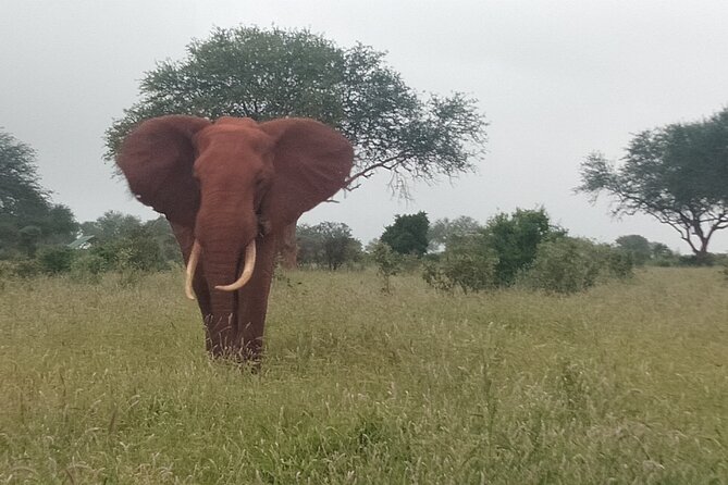 3 Days Safari Tsavo East and Amboseli National Park. - Frequently Asked Questions