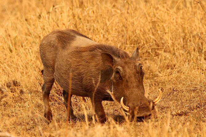 3 Days Safaris Luxury Serengeti Tanzania - Safari Itinerary Highlights