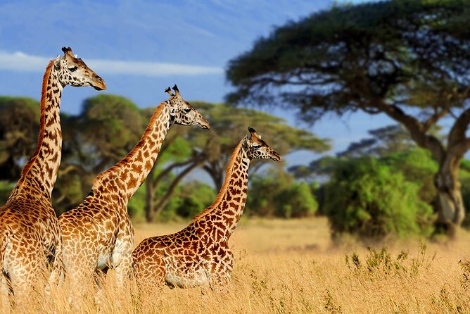 3 Days Serengeti and Ngorongoro Budget Tour - Pickup Information
