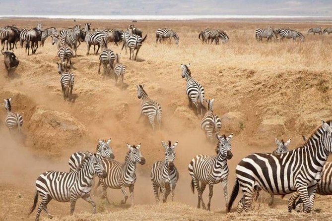 3 Days Serengeti National Park From Zanzibar - Tour Inclusions