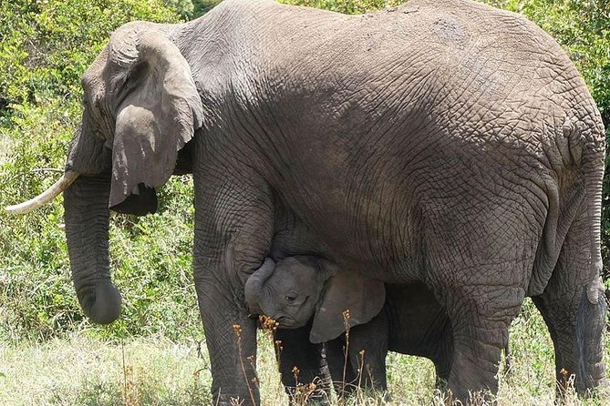 3 Days Tarangire National Park, Ngorongoro Crater & Lake Manyara - Itinerary Highlights