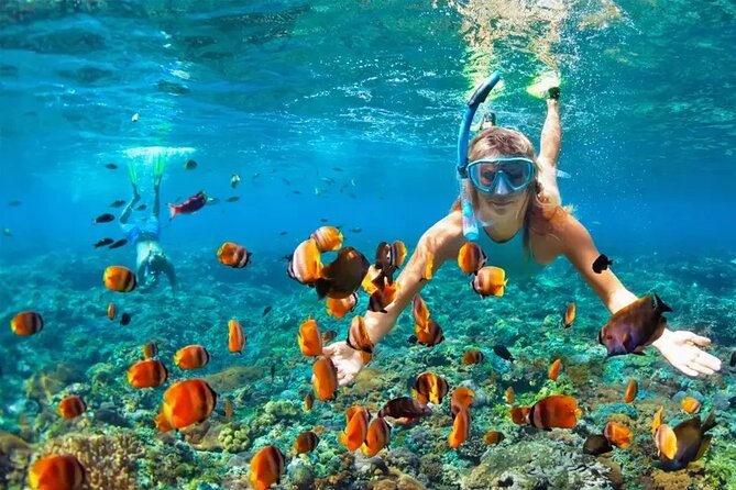 3 Hour Snorkeling and Dolphin Watching Experience in Muscat - Reviews