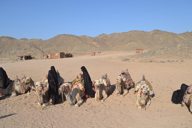 3 Hours Safari Afternoon By ATV Quad & Camel Ride With Transfer - Marsa Alam - Frequently Asked Questions