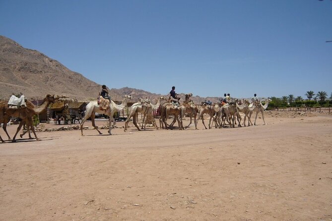 3 Pools National Park and Dahab Bus Tour From Sharm El Sheikh - Booking and Reservation