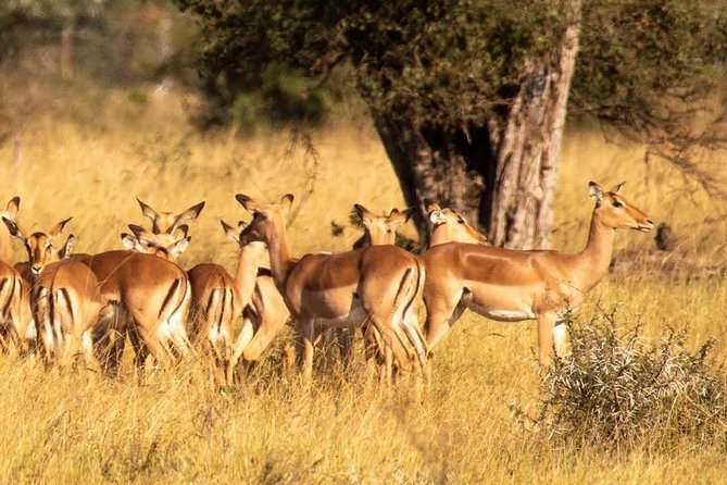 3days 2nights Tour to Uluguru Mountain and Mikumi National Park - Additional Information