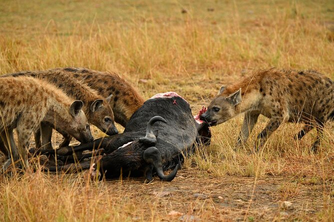 3days Masai Mara Private Safari With a 4x4 Land Cruiser Jeep - Transportation and Guide Services