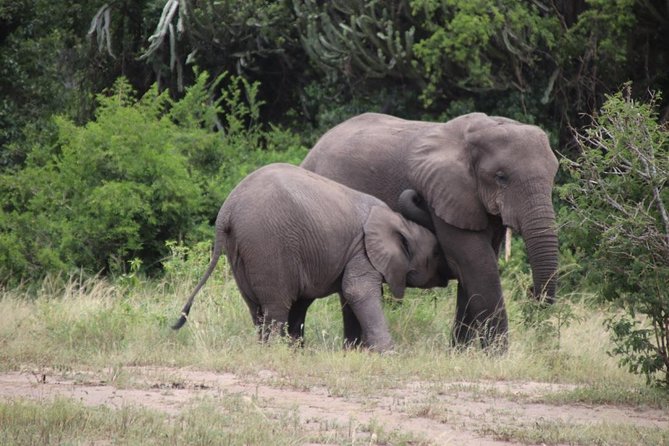 4-Day Gorillas, Wildlife and Chimpanzee Trek at Kalinzu Forest - Meeting Point and Pickup