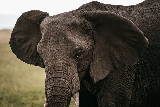 4-Day Maasai Mara and Lake Nakuru Safari From Nairobi - Cancellation Policy